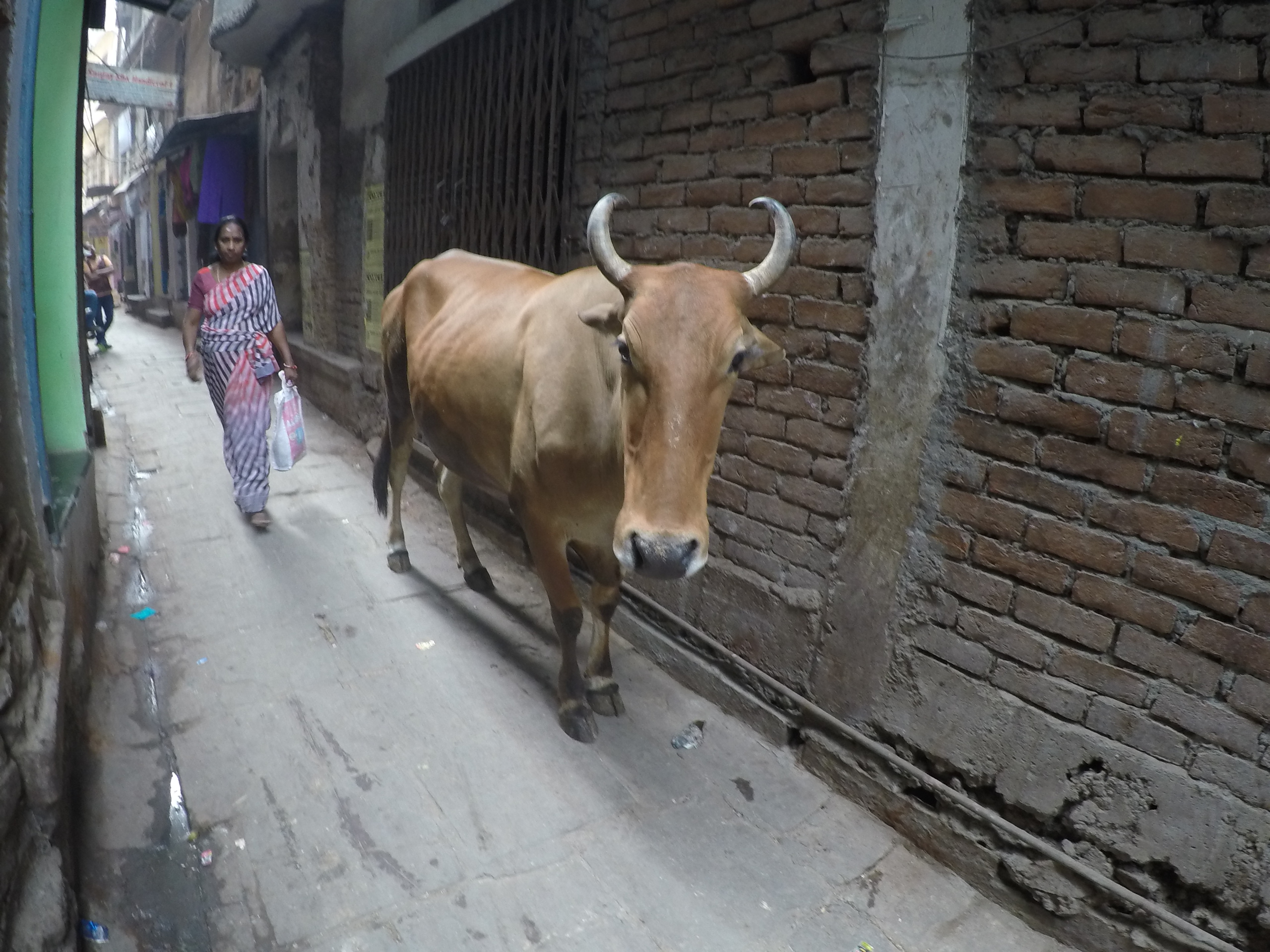 DCIM100GOPROGOPR0644.